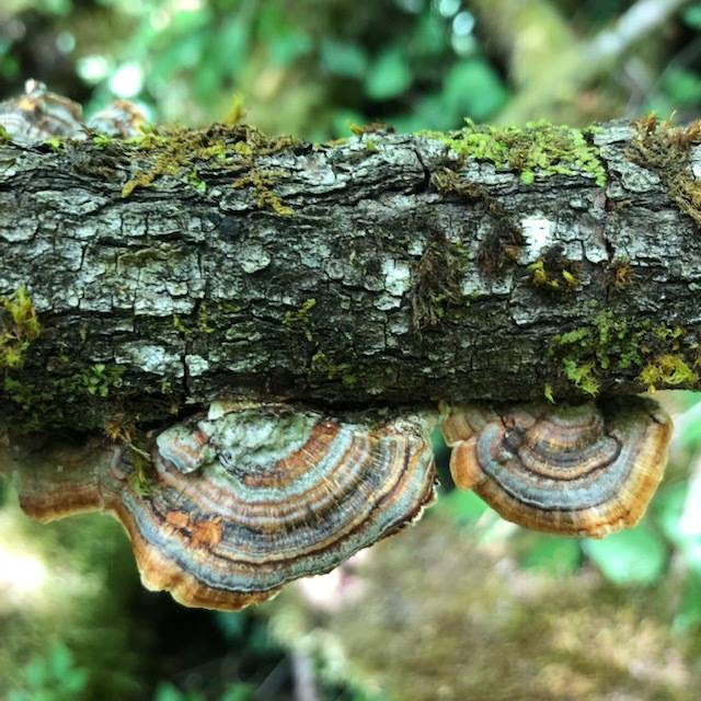 Contributed photo/Rosa Blair                                The beauty of the Ihiya biological reserve.