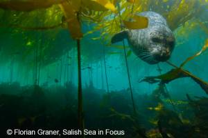 Ocean Night at the Sea View Theatre: ‘Beneath the Salish Sea’ movie screening