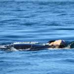 Contributed photo/Michael Weiss, Center for Whale Research                                J35 pushes her dead calf.