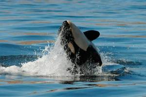 Inslee calls for $1 billion to save orcas and salmon
