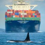 Vessel exhaust’s impact on Southern resident killer whales