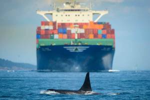 Vessel exhaust’s impact on Southern resident killer whales