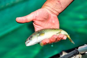 San Juan County projects receive more than $277K for salmon recovery