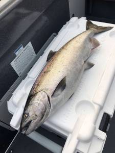 Annual salmon derby at American Legion
