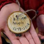 Medallions made from the branches.