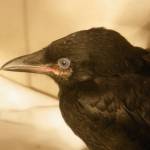 Contributed photo/Wolf Hollow                                Crows in care at Wolf Hollow Rehabilitation Center.