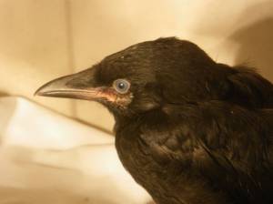 Contributed photo/Wolf Hollow                                Crows in care at Wolf Hollow Rehabilitation Center.