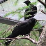 Contributed photo/Wolf Hollow                                Crows in care at Wolf Hollow Rehabilitation Center.