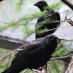 Crows are smart, in life and love