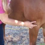Animal acupressure demonstration at Friday Harbor Animal Shelter