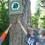 WSU Extension offers forest stewardship course for property owners
