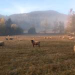 Free lambing and kidding workshop