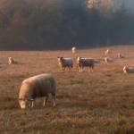 Free lambing and kidding workshop