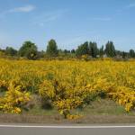 Gov. Inslee highlights need to stop invasive species