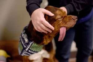 Special needs dog Chloe finds a home