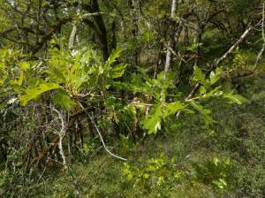 Garry Oak Prairie: A Unique Habitat