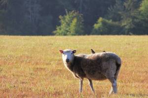 Coffelt Farm says critical infrastructure upgrades are needed to continue operations