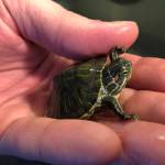 Reptile zoo at Camp Orkila