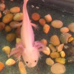 Reptile zoo at Camp Orkila