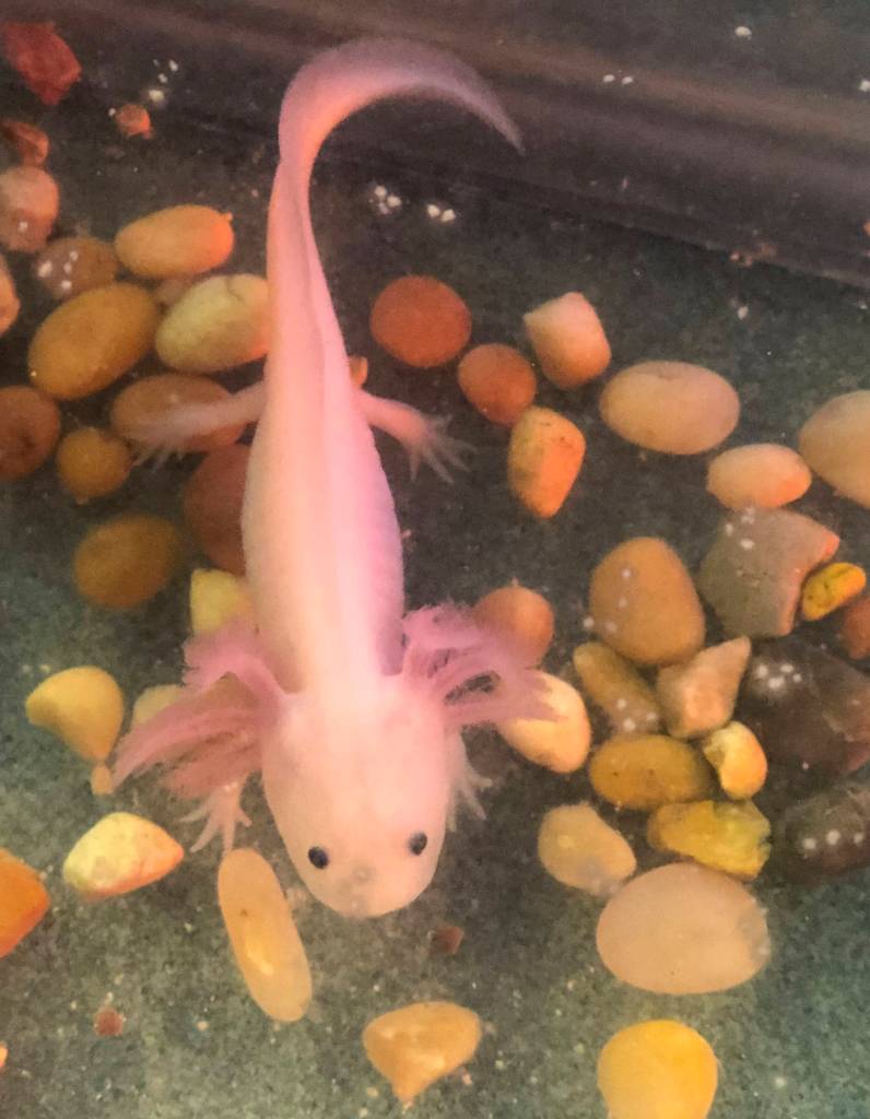 Reptile zoo at Camp Orkila