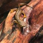 Reptile zoo at Camp Orkila