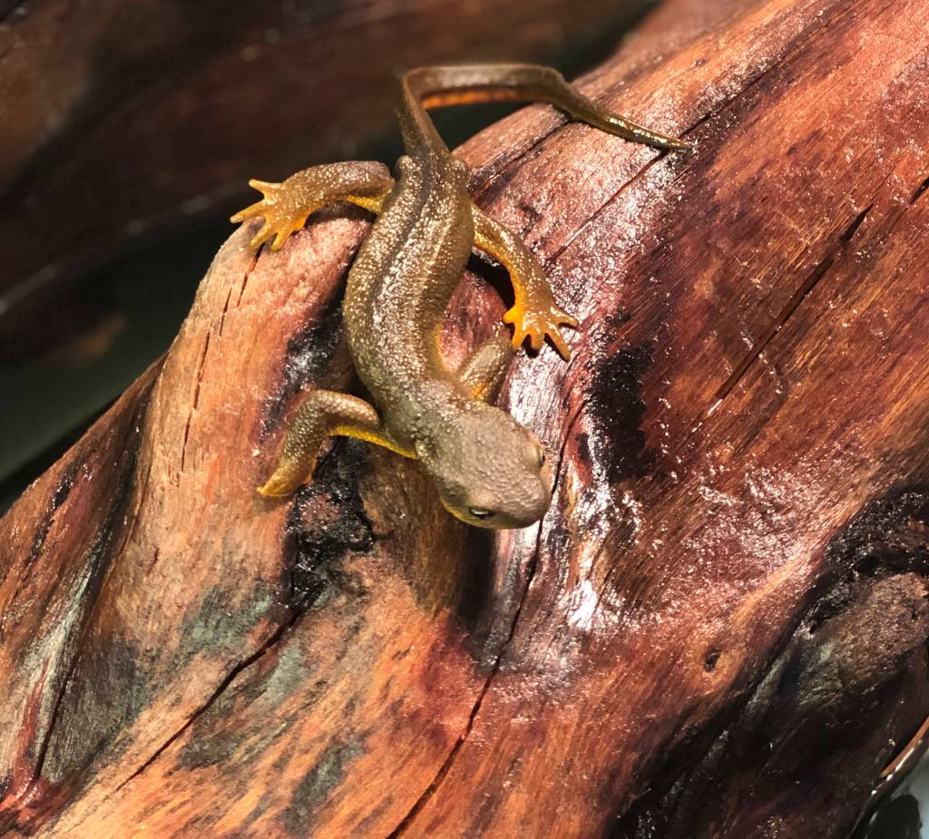 Reptile zoo at Camp Orkila