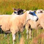 Coffelt Farm Stewards releases statement about animals