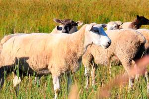 Coffelt Farm Stewards releases statement about animals