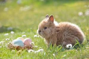Easter egg hunts on Orcas
