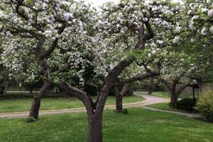 Bob Susol’s orchard and Jakuan Gallery open house