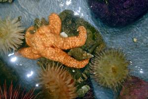 Sea stars return to Salish Sea