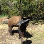 The bear that visited in 2017 also visited Janice Williams bird feeder. (Janice Williams/Contributed photo)