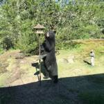 Janice Williams took a photo of the bear visiting her bird feeder on May 10, 2019. (Janice Williams/Contributed photo)