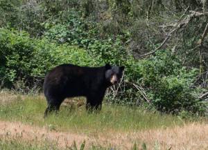 Richard Bell photo                                The black bear spotted on San Juan Island.