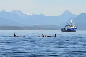 Whale watchers oppose distance initiative