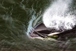 ‘Take a Whale to Dinner’ musical event