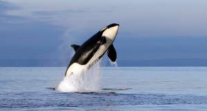 Task force teams up with Canada for orca solutions
