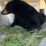 Fish and Wildlife/Contributed photo                                A bear that visited several islands was captured and returned to the wilderness.