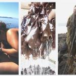 Seaweed Hike and Harvest