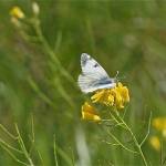 Contributed photos/Susan Vernon. Amelia the marbled butterfly seen the Frazer homestead.