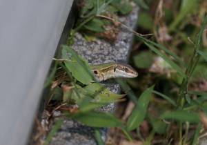 Scientists are looking for new lizards on Orcas and need the community’s help