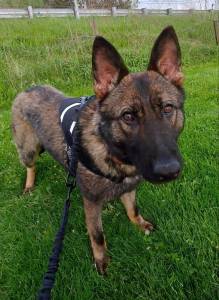 Goodbye Guss — San Juan County K-9 returned to kennel