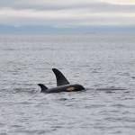 Contributed photos. Center for Whale Research