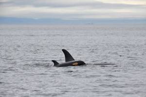 Contributed photos. Center for Whale Research