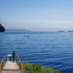 Sanctuary proposed for captive orcas