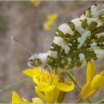 Island Marble butterfly (Thor Hanson/contributed photo)
