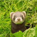 Washington Invasive Species Council art competition