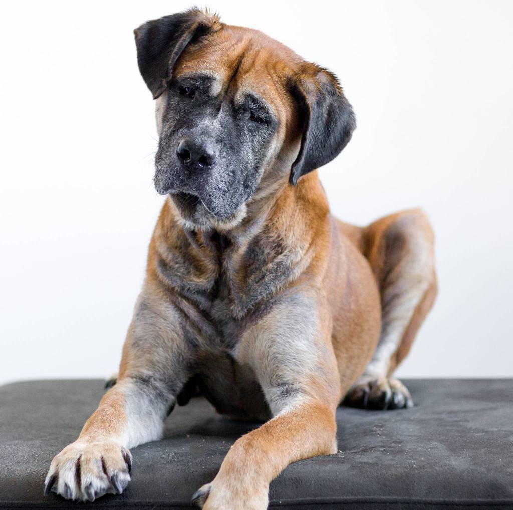 Dogs rescued from Asia in need of forever homes