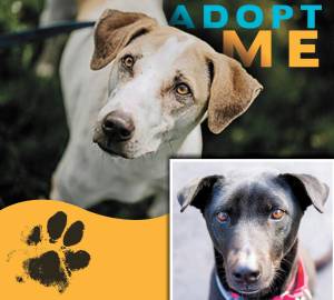 Pespi (top) and Jacky (lower right).