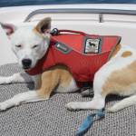 An ecosystem out of balance | Dogs help study whales by searching out their scat in the sea